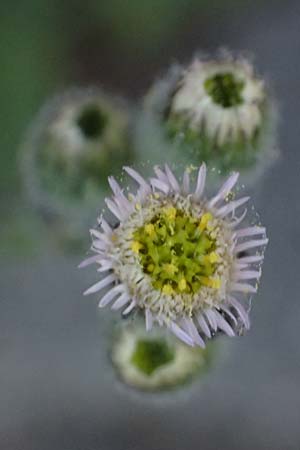 Erigeron acris subsp. acris \ Scharfes Berufkraut / Blue Fleabane, I Bormio 5.7.2026