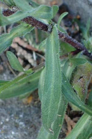 Erigeron acris subsp. acris \ Scharfes Berufkraut / Blue Fleabane, I Bormio 5.7.2026