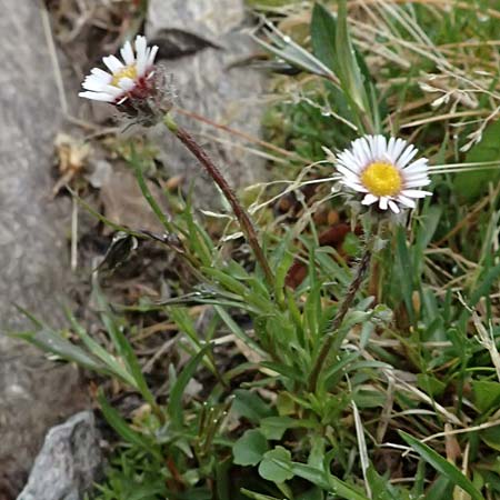 Erigeron alpinus \ Alpen-Berufkraut / Alpine Fleabane, I Passo di Gavia 6.7.2026