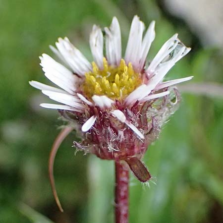 Erigeron alpinus \ Alpen-Berufkraut / Alpine Fleabane, I Passo di Gavia 6.7.2026