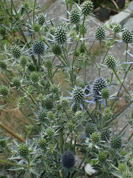 Eryngium alpinum \ Alpen-Mannstreu / Alpine Eryngo, I Bormio Botan. Gar. Rezia 8.7.2026