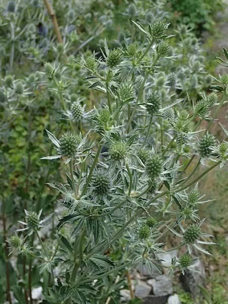 Eryngium alpinum \ Alpen-Mannstreu / Alpine Eryngo, I Bormio Botan. Gar. Rezia 8.7.2026