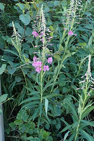 Epilobium angustifolium \ Schmalbl�ttriges Weidenr�schen / Rosebay Willowherb, I Bormio 9.7.2026