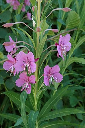 Epilobium angustifolium \ Schmalbl�ttriges Weidenr�schen / Rosebay Willowherb, I Bormio 9.7.2026