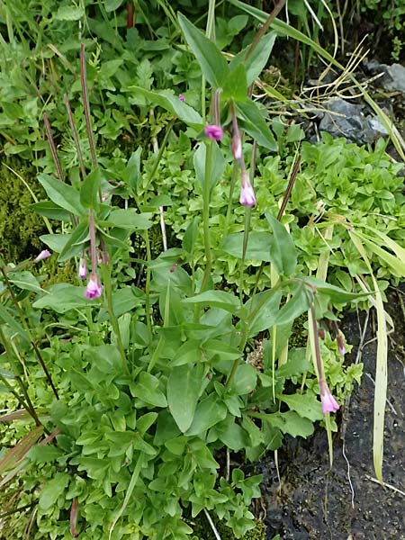 Epilobium alsinifolium \ Mierenbl�ttriges Weidenr�schen / Chickweed Willowherb, I Lago di Cancano 10.7.2026