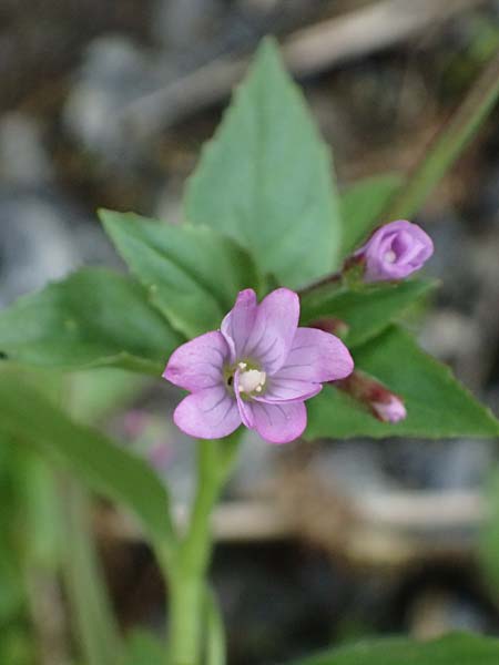 Epilobium alsinifolium \ Mierenbl�ttriges Weidenr�schen / Chickweed Willowherb, I Lago di Cancano 10.7.2026