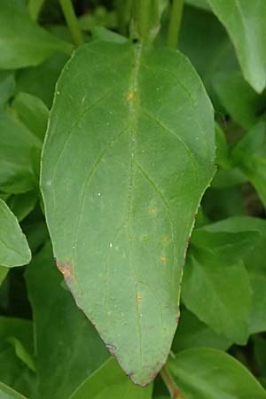 Epilobium alsinifolium \ Mierenbl�ttriges Weidenr�schen / Chickweed Willowherb, I Lago di Cancano 10.7.2026