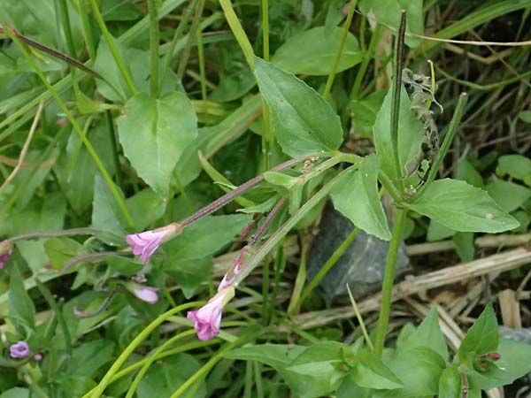 Epilobium alsinifolium \ Mierenbl�ttriges Weidenr�schen / Chickweed Willowherb, I Lago di Cancano 10.7.2026