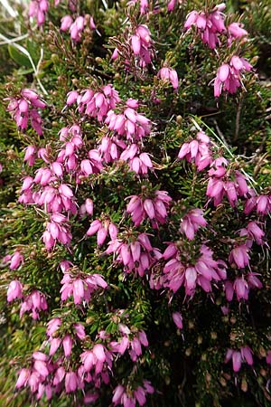Erica carnea \ Schnee-Glockenheide / Winter Heath, I Alpi Bergamasche, Pizzo Arera 7.6.2017