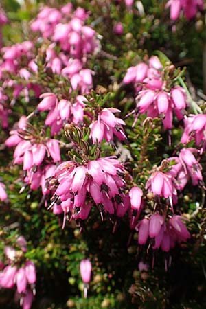 Erica carnea \ Schnee-Glockenheide / Winter Heath, I Alpi Bergamasche, Pizzo Arera 7.6.2017