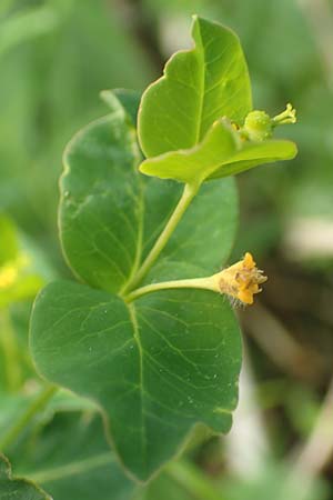 Euphorbia carniolica \ Krainer Wolfsmilch / Carniolan Spurge, I Alpi Bergamasche, Monte Alben 11.6.2017