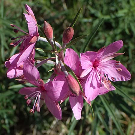 Epilobium dodonaei \ Rosmarin-Weidenrschen / Alpine Willowherb, I Liguria, Passo di Cento Croci 27.9.2023