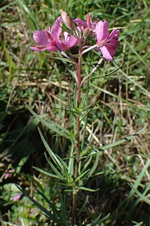 Epilobium dodonaei \ Rosmarin-Weidenrschen / Alpine Willowherb, I Liguria, Passo di Cento Croci 27.9.2023