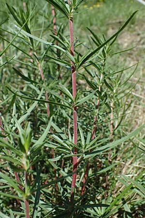 Epilobium dodonaei \ Rosmarin-Weidenrschen / Alpine Willowherb, I Liguria, Passo di Cento Croci 27.9.2023