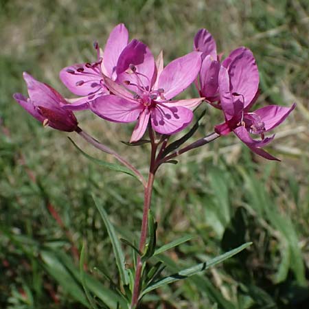 Epilobium dodonaei \ Rosmarin-Weidenrschen / Alpine Willowherb, I Liguria, Passo di Cento Croci 27.9.2023