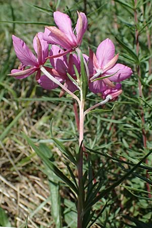 Epilobium dodonaei \ Rosmarin-Weidenrschen / Alpine Willowherb, I Liguria, Passo di Cento Croci 27.9.2023