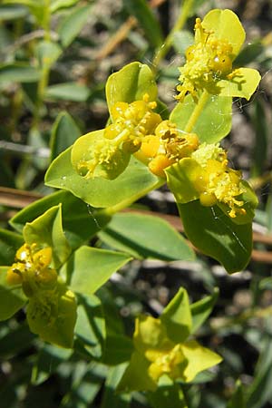 Euphorbia spinosa \ Dornige Wolfsmilch / Spiny Spurge, I Genua 22.5.2010