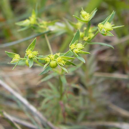 Euphorbia exigua \ Kleine Wolfsmilch / Dwarf Spurge, I Liguria, Castelvecchio di Rocca Barbena 19.5.2013
