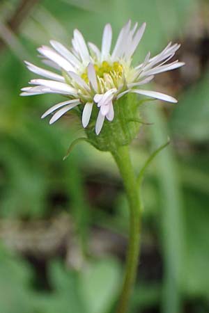 Erigeron glabratus \ Koralpen-Berufkraut / Koralpe Fleabane, I Südtirol,  Plätzwiese 5.7.2022