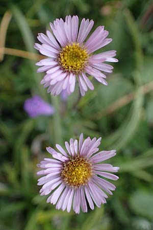 Erigeron glabratus \ Koralpen-Berufkraut / Koralpe Fleabane, I Südtirol,  Plätzwiese 5.7.2022
