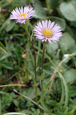 Erigeron glabratus \ Koralpen-Berufkraut / Koralpe Fleabane, I Südtirol,  Plätzwiese 5.7.2022