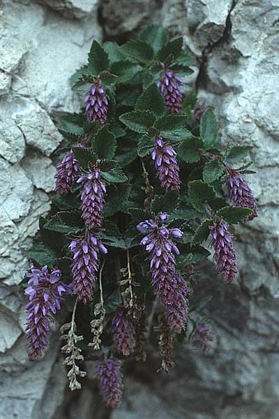 Paederota bonarota \ Blaues M�nderle, Dolomiten-Ehrenpreis / Dolomites Veronica, I Passo Tremalzo 13.6.1993