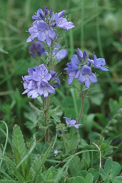 Veronica teucrium \ Groer Ehrenpreis / Large Speedwell, I Assisi, Monte Subasio 17.5.2005