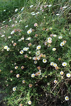 Erigeron karvinskianus \ Karwinskis Berufkraut / Mexican Fleabane, I Liguria, Borzonasca 29.9.2023