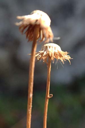 Erigeron karvinskianus \ Karwinskis Berufkraut / Mexican Fleabane, I Liguria, Moneglia 3.10.2023