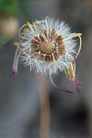 Erigeron karvinskianus \ Karwinskis Berufkraut / Mexican Fleabane, I Liguria, Moneglia 3.10.2023