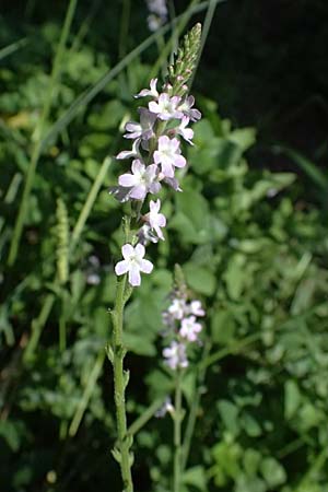 Verbena officinalis \ Gewhnliches Eisenkraut / Vervain, I Liguria, Sestri Levante 3.10.2023