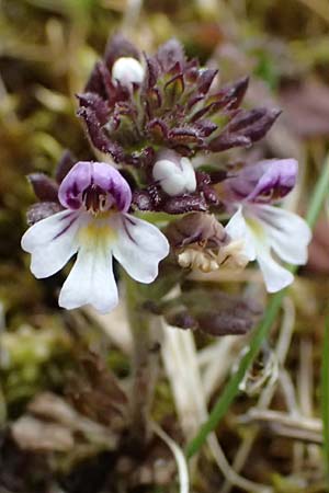 Euphrasia minima \ Zwerg-Augentrost / Dwarf Eyebright, I Passo di Gavia 6.7.2026
