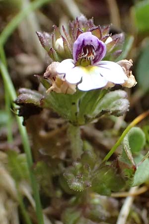 Euphrasia minima \ Zwerg-Augentrost / Dwarf Eyebright, I Passo di Gavia 6.7.2026