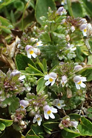 Euphrasia minima \ Zwerg-Augentrost / Dwarf Eyebright, I Passo di Gavia 6.7.2026