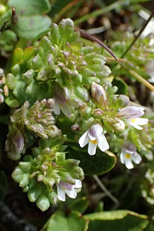 Euphrasia minima \ Zwerg-Augentrost / Dwarf Eyebright, I Passo di Gavia 6.7.2026