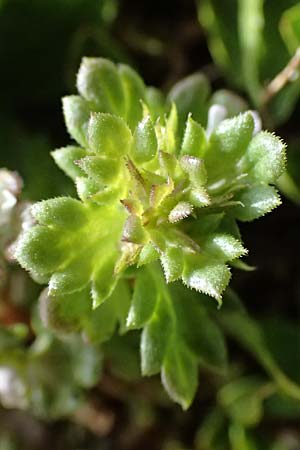 Euphrasia minima \ Zwerg-Augentrost / Dwarf Eyebright, I Passo di Gavia 6.7.2026