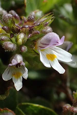 Euphrasia minima \ Zwerg-Augentrost / Dwarf Eyebright, I Passo di Gavia 6.7.2026