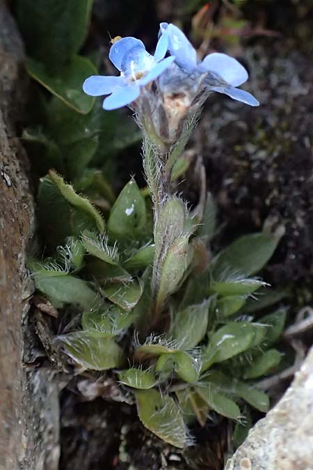 Eritrichium nanum \ Himmelsherold / Arctic Alpine Forget-me-not, I Passo di Gavia 6.7.2026