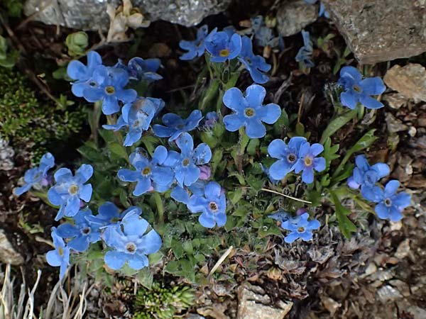 Eritrichium nanum \ Himmelsherold / Arctic Alpine Forget-me-not, I Passo di Gavia 6.7.2026