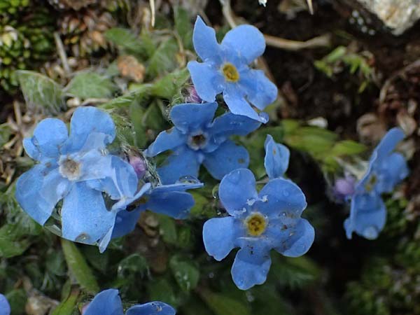 Eritrichium nanum \ Himmelsherold / Arctic Alpine Forget-me-not, I Passo di Gavia 6.7.2026