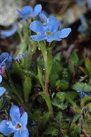 Eritrichium nanum \ Himmelsherold / Arctic Alpine Forget-me-not, I Passo di Gavia 6.7.2026