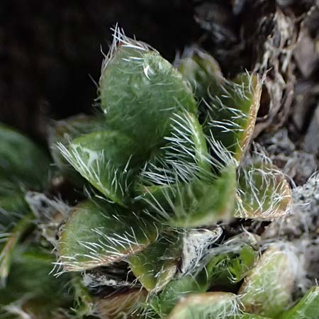 Eritrichium nanum \ Himmelsherold / Arctic Alpine Forget-me-not, I Passo di Gavia 6.7.2026