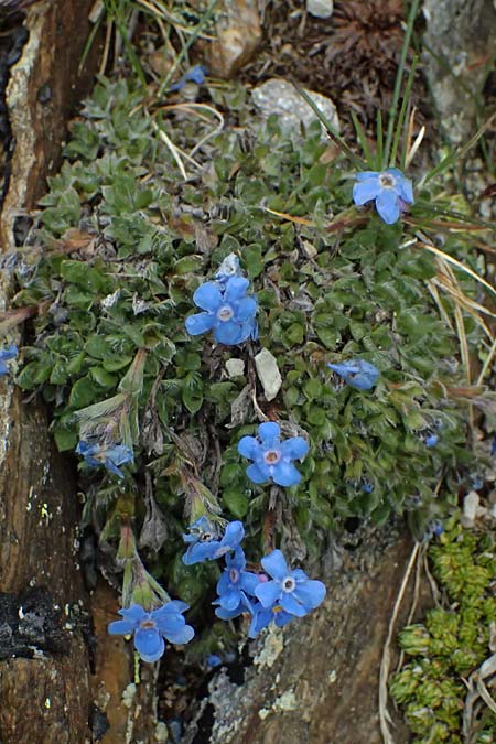 Eritrichium nanum \ Himmelsherold / Arctic Alpine Forget-me-not, I Passo di Gavia 6.7.2026