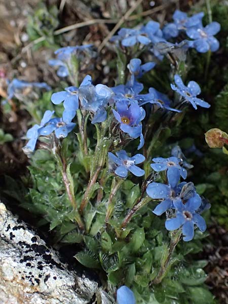 Eritrichium nanum \ Himmelsherold / Arctic Alpine Forget-me-not, I Passo di Gavia 6.7.2026