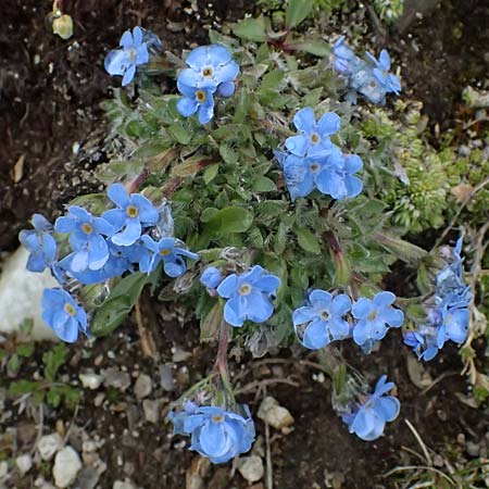 Eritrichium nanum \ Himmelsherold / Arctic Alpine Forget-me-not, I Passo di Gavia 6.7.2026