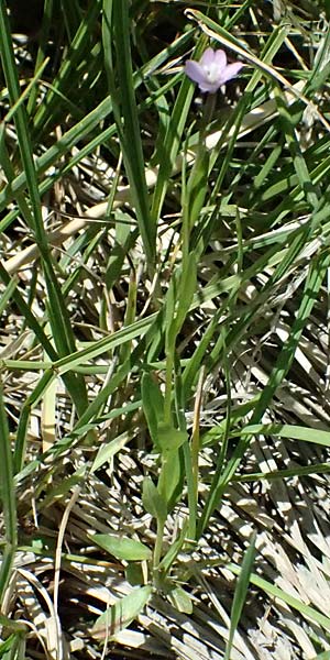 Epilobium nutans \ Nickendes Weidenr�schen / Nutant Willowherb, I Passo del Tonale 11.7.2026