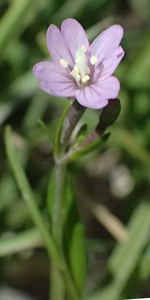 Epilobium nutans \ Nickendes Weidenr�schen / Nutant Willowherb, I Passo del Tonale 11.7.2026