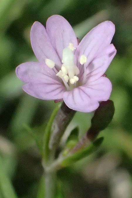 Epilobium nutans \ Nickendes Weidenr�schen / Nutant Willowherb, I Passo del Tonale 11.7.2026