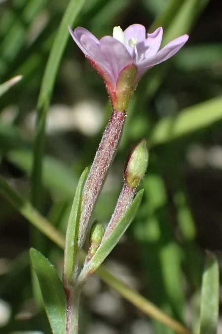 Epilobium nutans \ Nickendes Weidenr�schen / Nutant Willowherb, I Passo del Tonale 11.7.2026