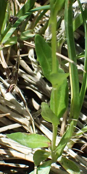 Epilobium nutans \ Nickendes Weidenr�schen / Nutant Willowherb, I Passo del Tonale 11.7.2026